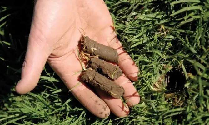 lawn aerator plug core aeration tool used in Niagara Falls lawn care