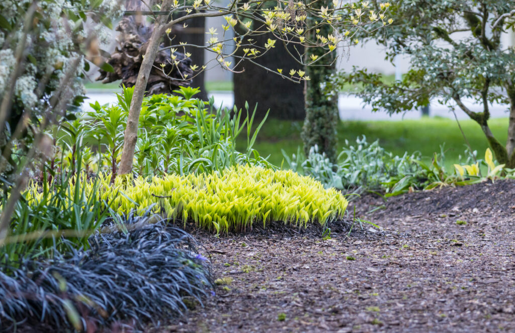 spring garden 2026 01 07 05 48 46 utc Simply Grounds